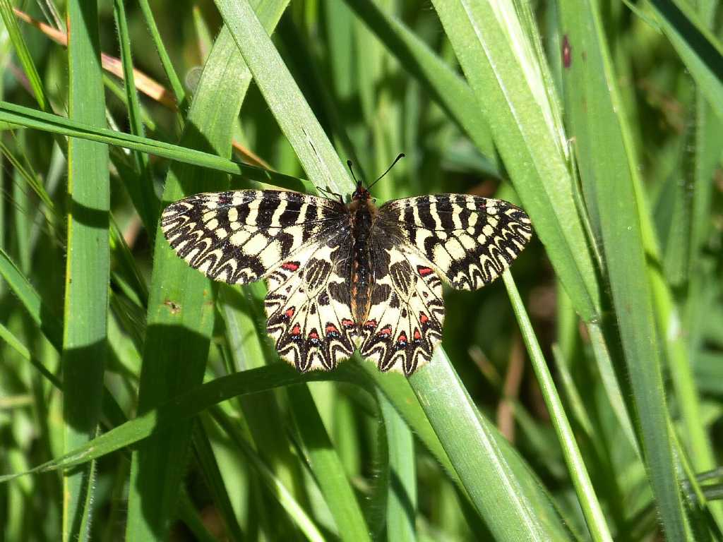 Zerynthia cassandra